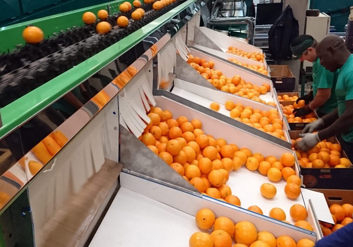 Fruit sorting machine